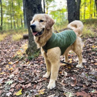 Pendleton Reversible Puffer Dog Coat